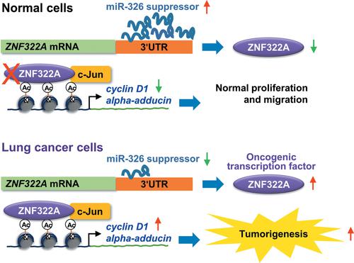 Downregulation of microRNA-326 enhances ZNF322A expression, transcriptional activity and tumorigenic effects in lung cancer