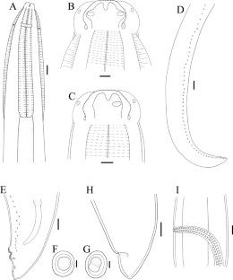 Further studies on the morphology of Baylisascaris transfuga (Rudolphi, 1819) (Nematoda: Ascaridomorpha: Ascarididae) from the polar bear Ursus maritimus Phipps (Carnivora: Ursidae).