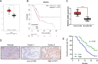 NDUFA4 promotes cell proliferation by enhancing oxidative phosphorylation in pancreatic adenocarcinoma.