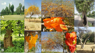 Ecological niche modelling of Tecomella undulata (Sm.) Seem: an endangered (A2a) tree species from arid and semi-arid environment imparts multiple ecosystem services