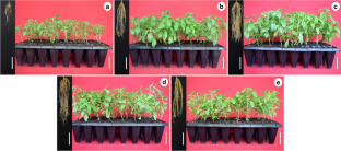 Endomycorrhizal fungi inoculation improves development of Stevia (Stevia rebaudiana Bertoni) plantlets during ex vitro acclimatization