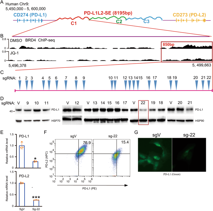 Identifying a locus in super-enhancer and its resident NFE2L1/MAFG as transcriptional factors that drive PD-L1 expression and immune evasion.