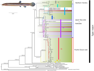 Reconstruction of the native distribution range of a Japanese cryptic dojo loach species (Misgurnus sp. Type I sensu Okada et al. 2017): has the Type I loach dispersed beyond the Blakiston’s Line?