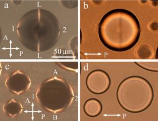 Statics and dynamics of point boojums, line and modified Saturn ring topological defects in nematic confined geometry