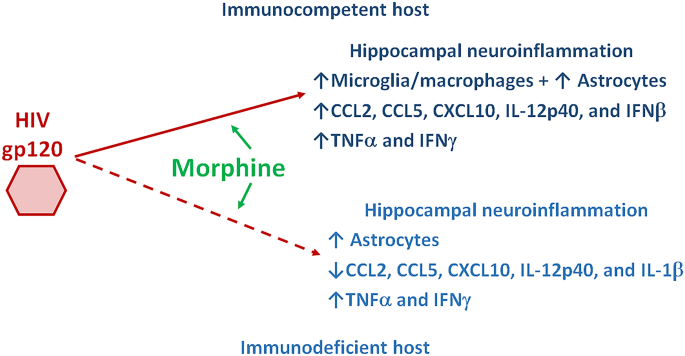 Effects of Morphine on Gp120-induced Neuroinflammation Under Immunocompetent Vs. Immunodeficient Conditions.