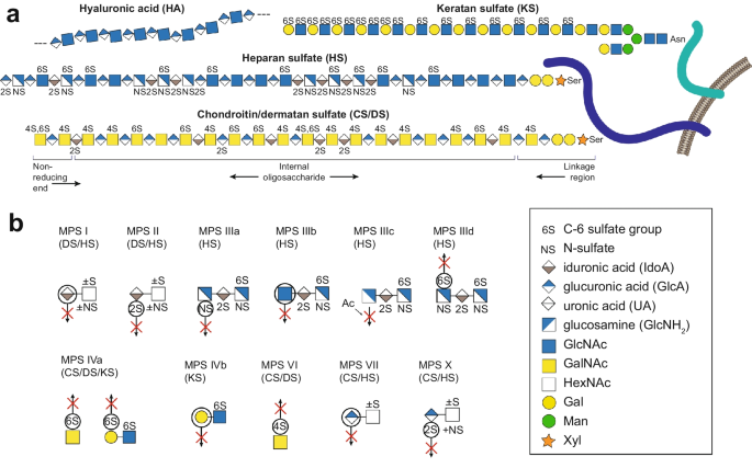 A glycomic workflow for LC-MS/MS analysis of urine glycosaminoglycan biomarkers in mucopolysaccharidoses.