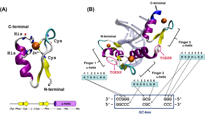 The past, present, and future of artificial zinc finger proteins: design strategies and chemical and biological applications