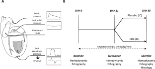 Three-vessel coronary infusion of cardiosphere-derived cells for the treatment of heart failure with preserved ejection fraction in a pre-clinical pig model.