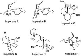 Huperzine alkaloids: forty years of total syntheses