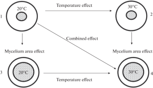 Temperature Effect on CO2 Emission by Two Xylotrophic Fungi and by Wood Debris