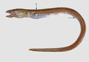 A new species of deep-water snake eel, Ophichthus nigroventralis (Anguilliformes: Ophichthidae) from the Arabian Sea, southwest coast of India