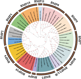 In Silico Analysis: Genome-Wide Identification, Characterization and Evolutionary Adaptations of Bone Morphogenetic Protein (BMP) Gene Family in Homo sapiens.