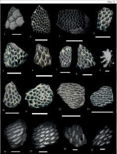 Reference Sections, Fossil Ichthyofauna and Sr Isotope Signature of the Lower Frasnian Sediments of the Latvian Saddle and Orsha Depression, Belarus