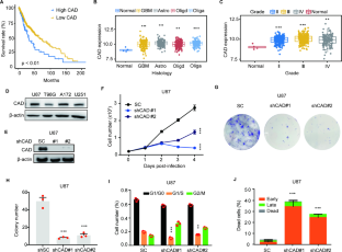 CHIP promotes CAD ubiquitination and degradation to suppress the proliferation and colony formation of glioblastoma cells.