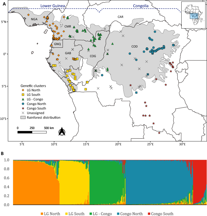 Genetic breaks caused by ancient forest fragmentation: phylogeography of Staudtia kamerunensis (Myristicaceae) reveals distinct clusters in the Congo Basin