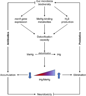 Intestinal microbiota protects against methylmercury-induced neurotoxicity.