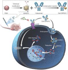 Antibody-platinum (IV) prodrugs conjugates for targeted treatment of cutaneous squamous cell carcinoma