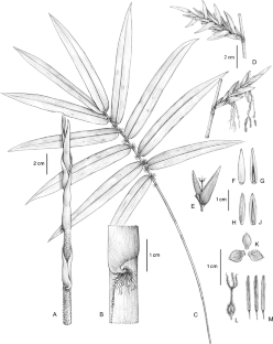 A new species and a new record of Bambusa (Poaceae: Bambusoideae) from Thailand