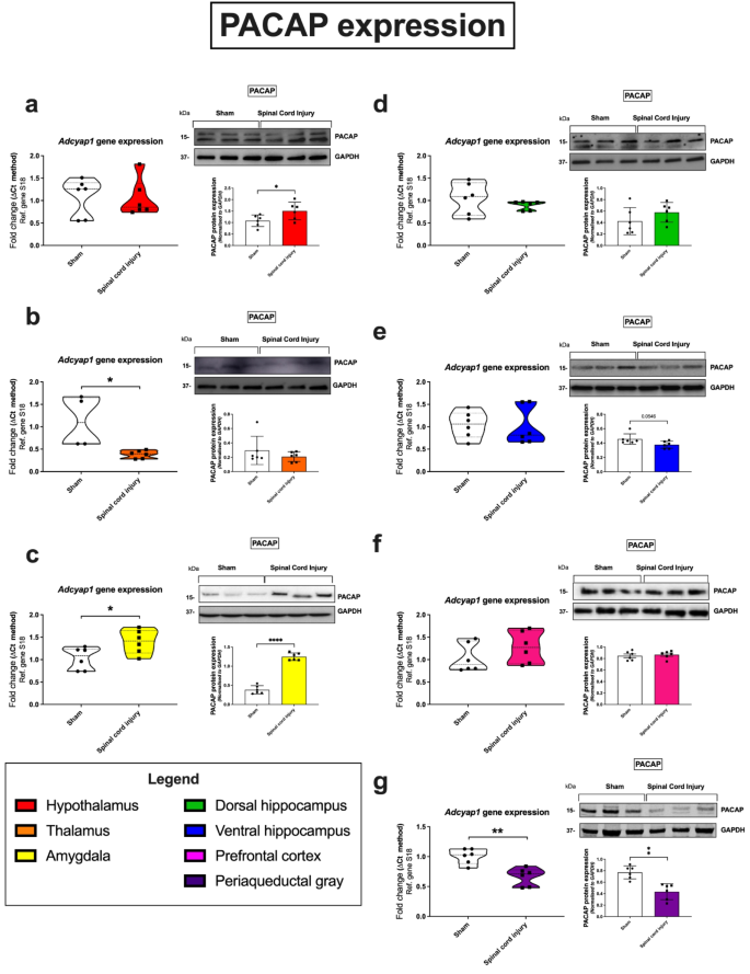 Early Alterations of PACAP and VIP Expression in the Female Rat Brain Following Spinal Cord Injury