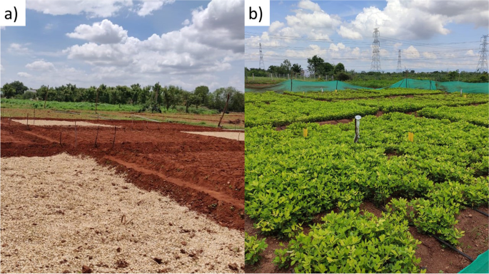 Natural farming improves crop yield in SE India when compared to conventional or organic systems by enhancing soil quality