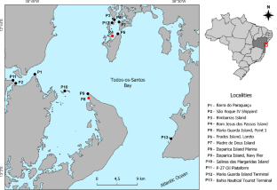 A new blue Astrangia coral (Scleractinia) from the Southwestern Atlantic