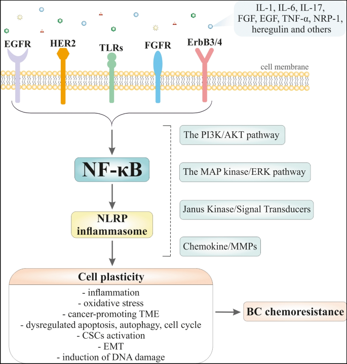 Cell plasticity modulation by flavonoids in resistant breast carcinoma targeting the nuclear factor kappa B signaling.