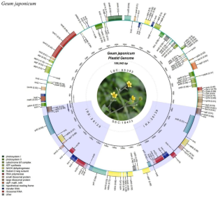 Comparative complete chloroplast genome of Geum japonicum: evolution and phylogenetic analysis.