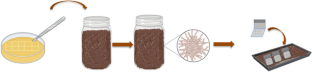 Assessing the effectiveness of in vitro and in situ symbiotic seed germination: case of Anacamptis papilionacea (L.) R.M.Bateman, Pridgeon &amp; M.W. Chase