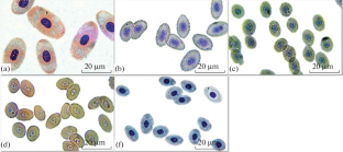 The Dimensional and Physiological-Biochemical Parameters of Erythrocytes and Gill and Heart Indices in Some Benthic Fish of the Black Sea Coast of the Southeastern Crimea