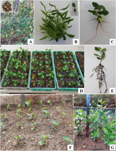 Micropropagation of Cotoneaster melanocarpus Fisch. ex A.Blytt: an economically important ornamental plant