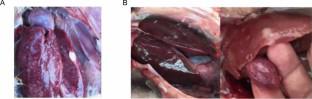 The genome evolution of Marek's disease viruses in chickens and turkeys in China.