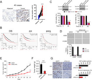 Survivin degradation by bergenin overcomes pemetrexed resistance.