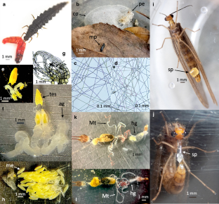 Cost of defensive spraying by larval Osmylus hyalinatus (Neuroptera: Osmylidae) for post-larval development