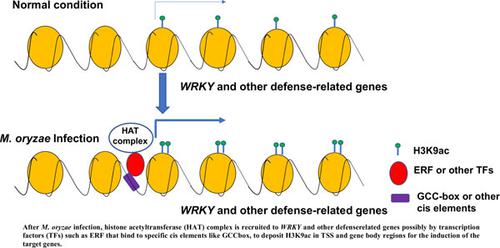 Transcriptomic and Epigenomic Assessment Reveals Epigenetic Regulation of WRKY Genes in Response to <i>Magnaporthe oryzae</i> Infection in Rice.