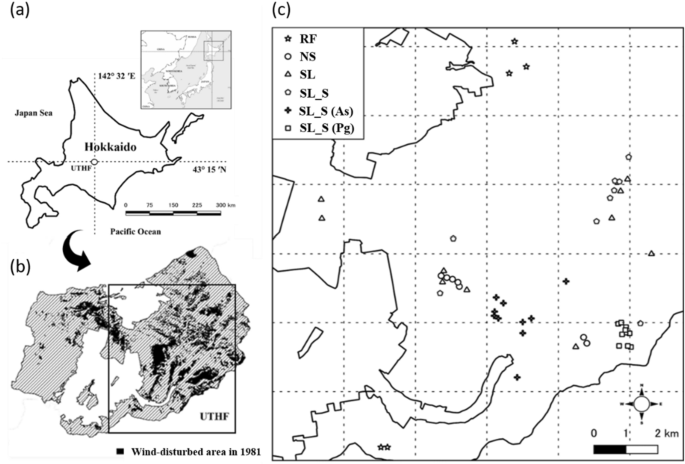 The 30-year impact of post-windthrow management on the forest regeneration process in northern Japan