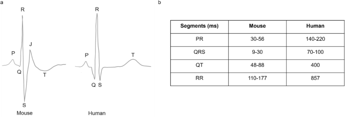 What to consider for ECG in mice-with special emphasis on telemetry.