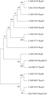 Molecular Genetic and Functional Analysis of the Rap-Phr Signal System of the Plasmid pBS72 of Bacillus subtilis Isolates