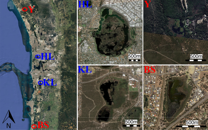 Quantifying the impacts of an invasive weed on habitat quality and prey availability for tiger snakes (Notechis scutatus) in urban wetlands