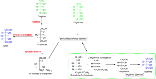 Construction of a xylose metabolic pathway in Trichosporonoides oedocephalis ATCC 16958 for the production of erythritol and xylitol.