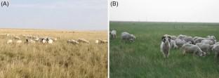 Standing Litter Modifies Top-Down Effects of Large Herbivores on a Grassland Plant Community