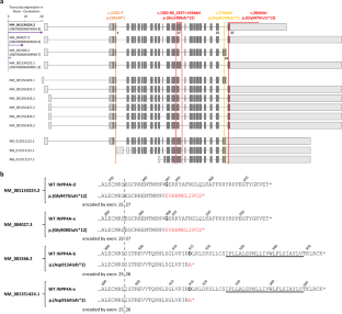 INPP4A-related genetic and phenotypic spectrum and functional relevance of subcellular targeting of INPP4A isoforms.