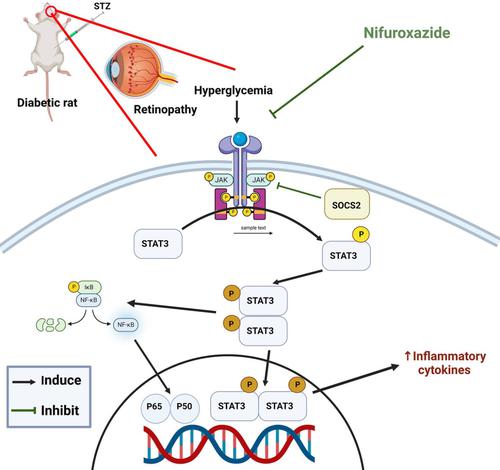 Nifuroxazide repurposing for protection from diabetes-induced retinal injury in rats: Implication of oxidative stress and JAK/STAT3 axis