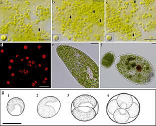 Species delimitation polyphasic approach reveals Meyerella similis sp. nov.: a new species of “small green balls” within the Chlorella-clade (Trebouxiophyceae, Chlorophyta)