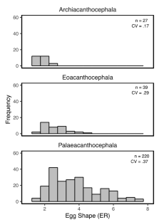 Evolutionary History and host Ecology Determine Acanthocephalan Egg Shape