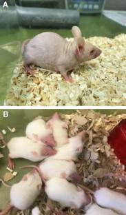 Lactating SKH-1 furless mice prioritize own comfort over growth of their pups.