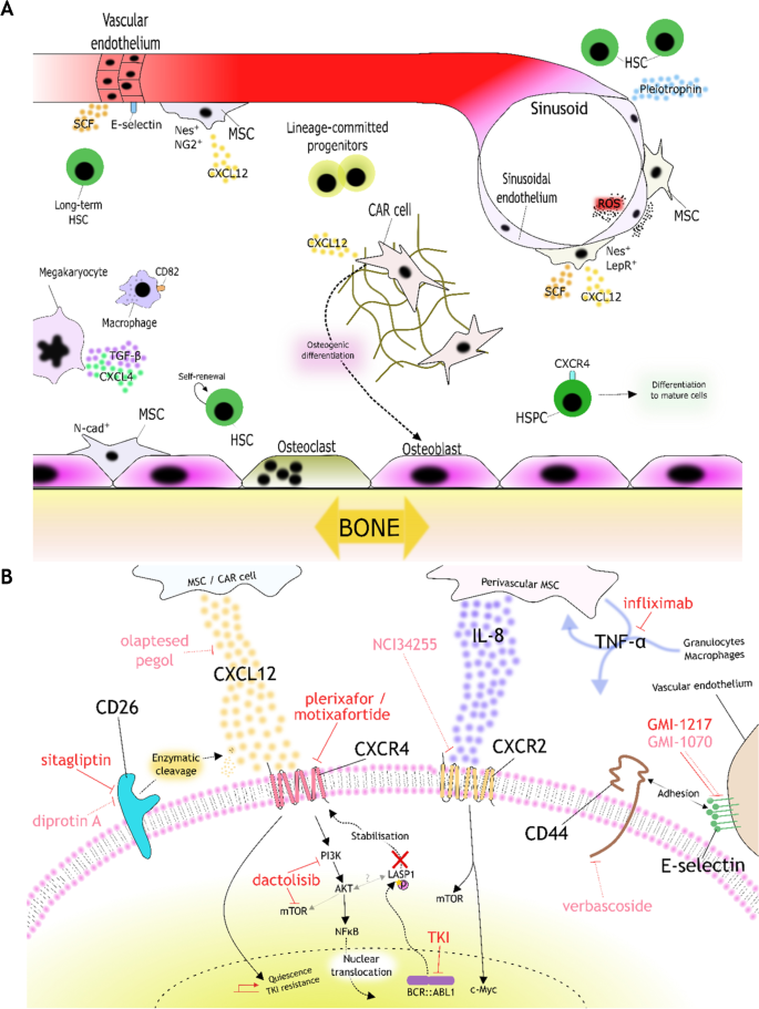 The Bone Marrow Immune Microenvironment in CML: Treatment Responses, Treatment-Free Remission, and Therapeutic Vulnerabilities.