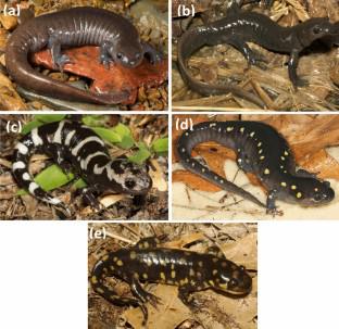 Detecting fossorial salamanders using eDNA: Development and validation of quantitative and end-point PCR assays for the detection of five species of Ambystoma