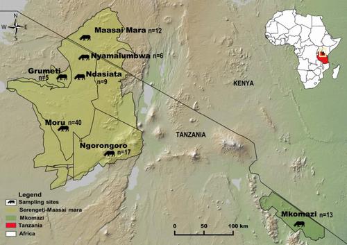 Mitochondrial DNA diversity of the eastern black rhinoceros (Diceros bicornis michaeli) in Tanzania: implications for future conservation