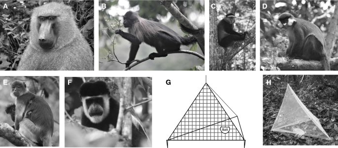 The cost of living in larger primate groups includes higher fly densities