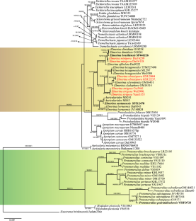 Elmerina and Protomerulius: novelties from Brazil based in morphological and molecular analyses